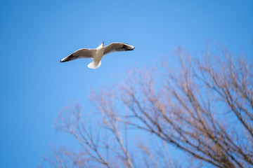 青空とカモメ