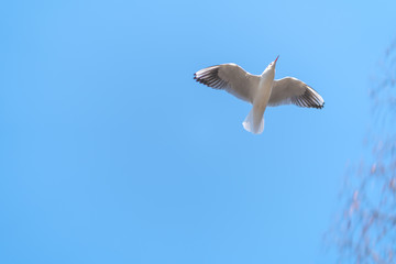 青空とカモメ