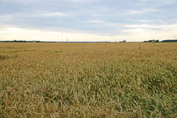 Fields of wheat at the end of summer fully ripe.