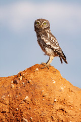 Little owl, Athene noctua. Young man perched on his usual innkeeper next to the nest