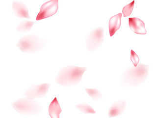 Pink sakura flower flying petals isolated on white vector background.