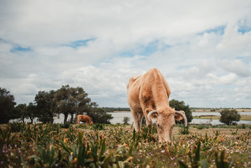 vaca pastando junto a un lago