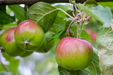 fresh ripe apples on a tree in a garden.