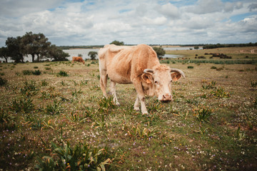 vaca mirando a la camara