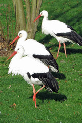 Three storks on a meadow 