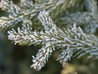 Tanne, Raureif, winter, fir, frost, frozen