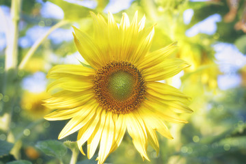 Obraz premium Sunflower in the field on a hot sunny summer day. The sunflower is on the blurred background and bokeh effect.