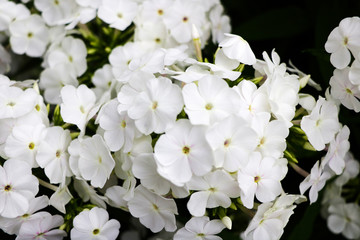 white phlox flowers on a black background, nature