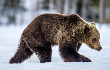 Wild Adult Brown bear in winter forest in evening twilight. Scientific name: Ursus Arctos. Natural...