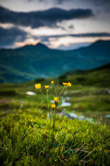 Focused Yellow Alpen Potentilla flowers, hills