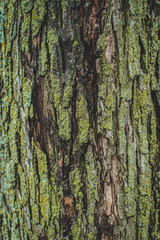 Moss covered tree trunk