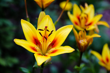Yellow day Lily in the garden, nature
