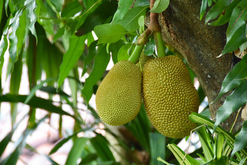 The durian fruit grows on a tree