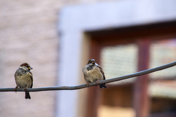 bird on feeder