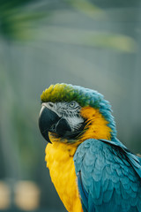 Obraz premium blue and yellow macaw