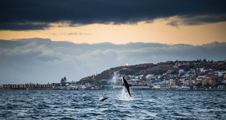 Naklejka premium Breaching Great White Shark. Scientific name: Carcharodon carcharias. Mossel Bay. South Africa.