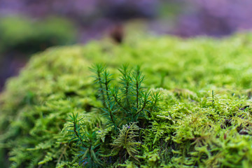 green moss on a tree