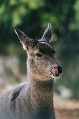 portrait of a deer