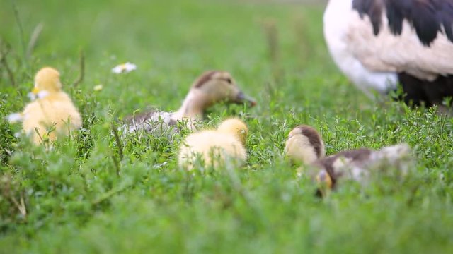 Big ducks and small ducklings feeding outdoors in farm yard.