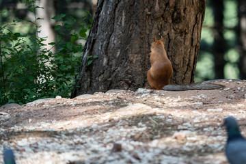 squirrel on tree