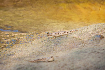 Mud skipper fish on sand beach
