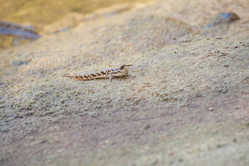 Mud skipper fish on sand beach