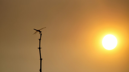 Libélula al atardecer