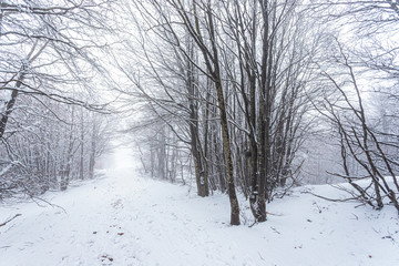 Snow in Campigna, Neve in Campigna, winter, inverno, appennino, Italia, Italy, CAI