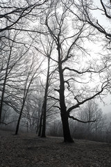 gloomy winter forest during fog covered with frost in cloudy weather