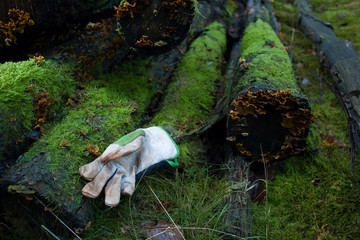 work glove lies on rotten logs at the edge of the forest