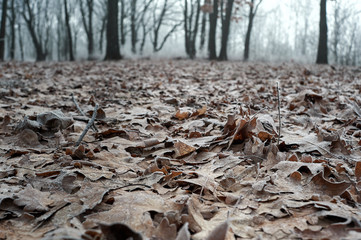 fallen leaves during fog covered with frost in cloudy weather, in winter