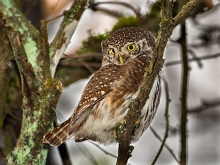owl,glaucidium passerinum