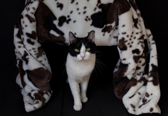 Mirada de gata