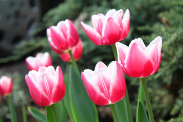 Pink and white tulips.