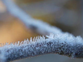 Raureif, winter, Zweig, boughs, ice crystals, makro