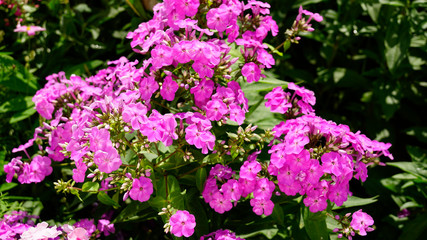 Pink flame flowers of phlox (Phlox paniculata) bush of flowers of Summer phlox, herbaceous perennial in the garden close-up. Pink delicate flowers.