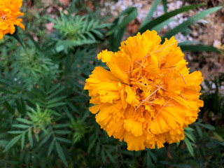 Closeup of beautiful orange with red Marigold flower (Tagetes erecta, Mexican, Aztec or African marigold) in the garden. Macro of flower bed sunny day. Tagetes background or card.
