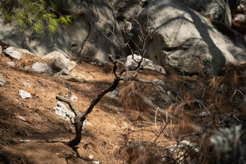 Fototapeta premium spider on tree