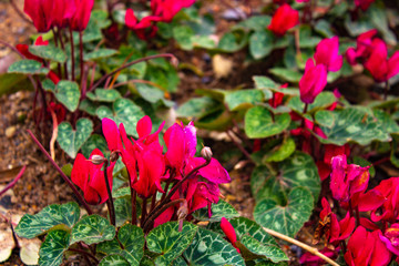 Conjunto de flores rosas hermosas en primavera