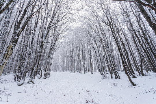 Snow in Campigna, Neve in Campigna, winter, inverno, appennino, Italia, Italy, CAI