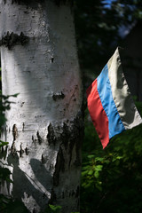 The Russian flag is fixed on a birch. Russian flag hanging on a birch