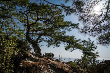 tree in the mountains