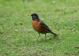 robin on green grass