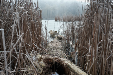 frozen reeds near the water in winter, during a fog covered with frost in cloudy weather