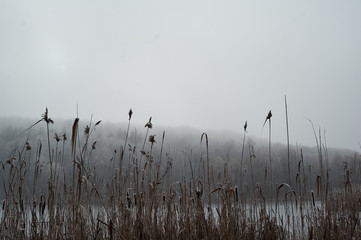 frozen reeds near the water in winter, during a fog covered with frost in cloudy weather