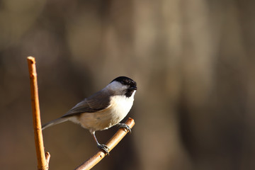 Little willow tit on a slingshot branch on a blurry background of indeterminate color