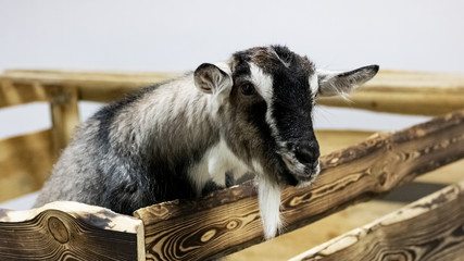 Black white goat in the paddock closeup