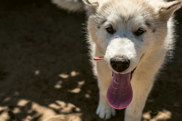 Obraz premium portrait of a dog
