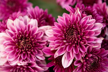 close up pink autumnal chrysanthemum background