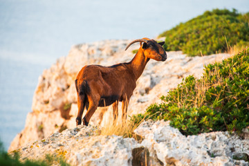 Mountain goat near Portocolom, Mallorca